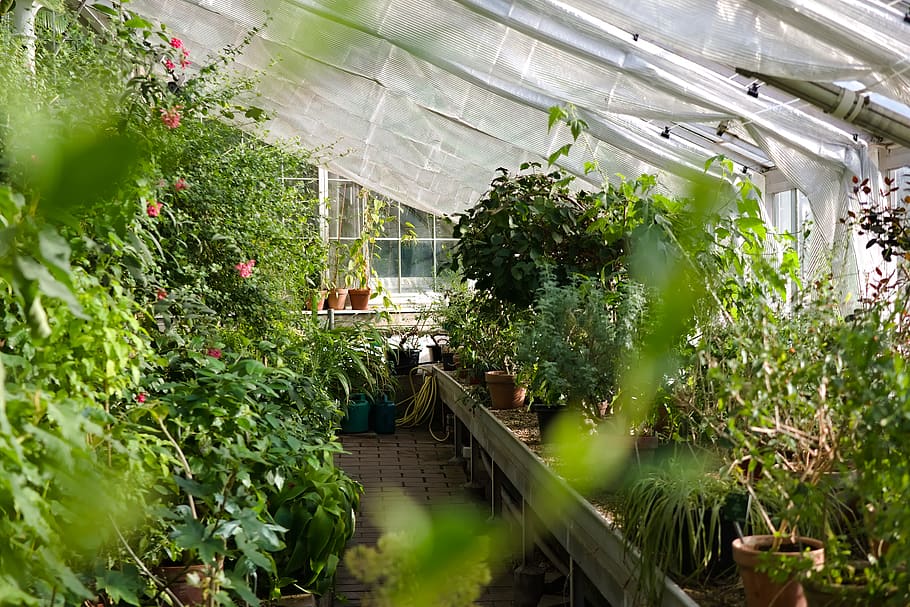 green-leafed plant, growth, green color, greenhouse, nature, architecture HD wallpaper