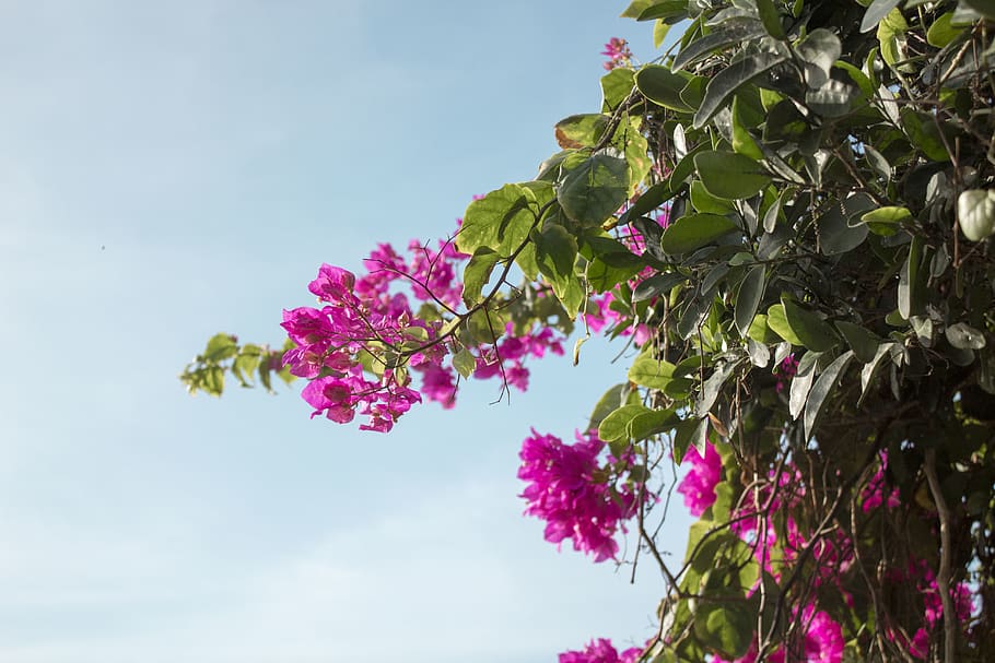 plant, flower, flowering plant, growth, vulnerability, freshness HD wallpaper