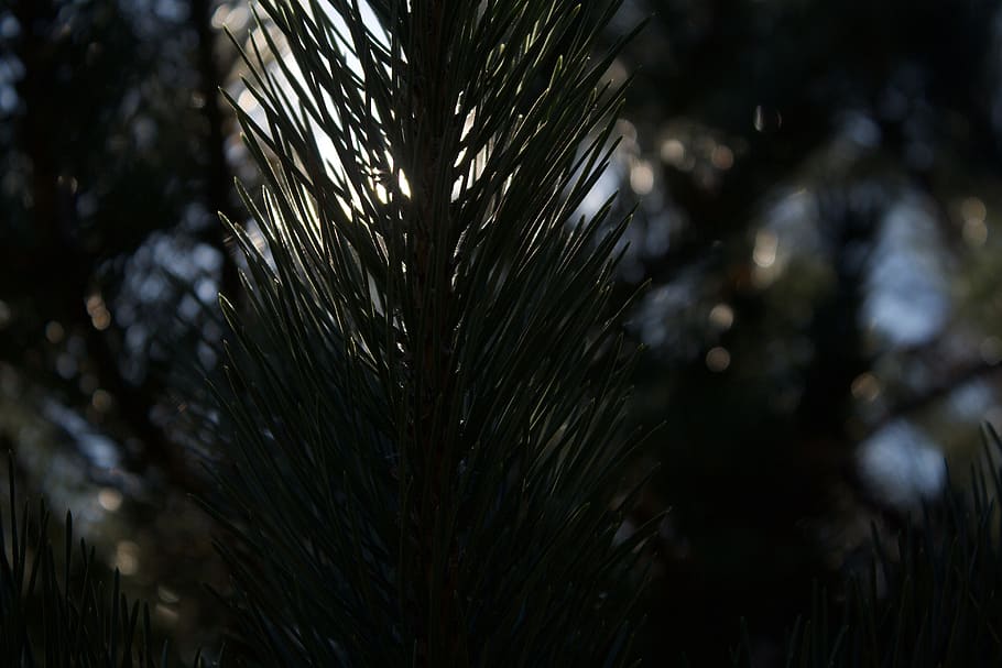 tree, pine, green, blue, white, sunlight, rays, unsplash, plant HD wallpaper