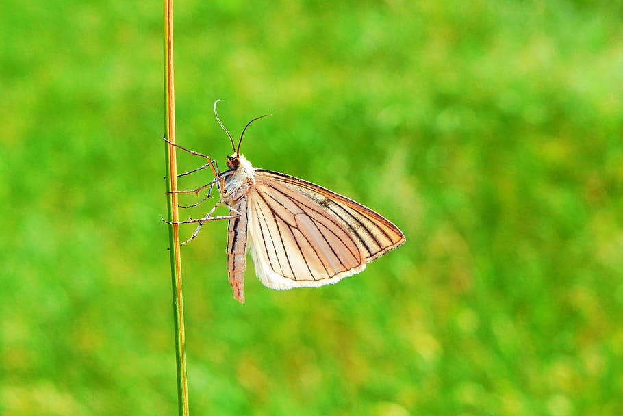 brown moth on brown yarn, invertebrate, animal wildlife, animal themes HD wallpaper