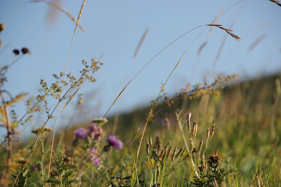 grass, nature, landscape, plant, growth, flower, focus on foreground HD wallpaper