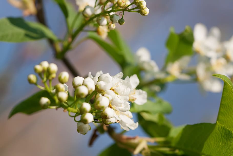 spring, flower, flowers, background, focus, closeup, outdoor HD wallpaper