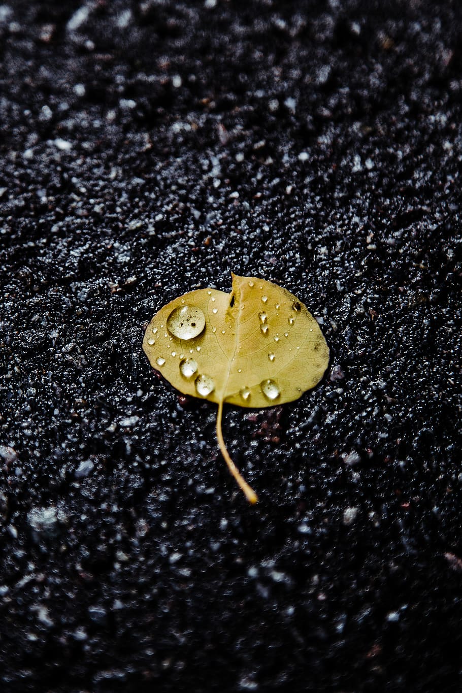 macro, leaf, leaves, autumn, aspen, close-up, no people, selective focus HD wallpaper