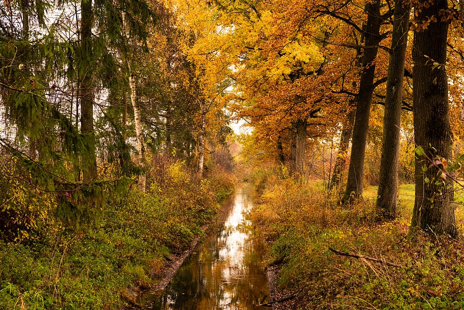 autumn, bach, forest, nature, landscape, water, trees, creek HD wallpaper
