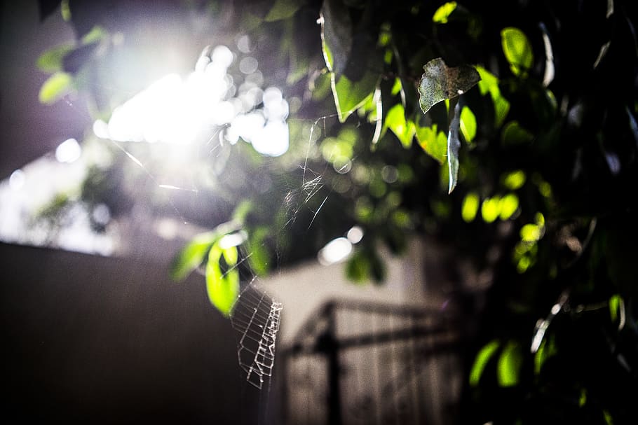 sunlight, sunset, spider, background, wallpaper, green, tree HD wallpaper