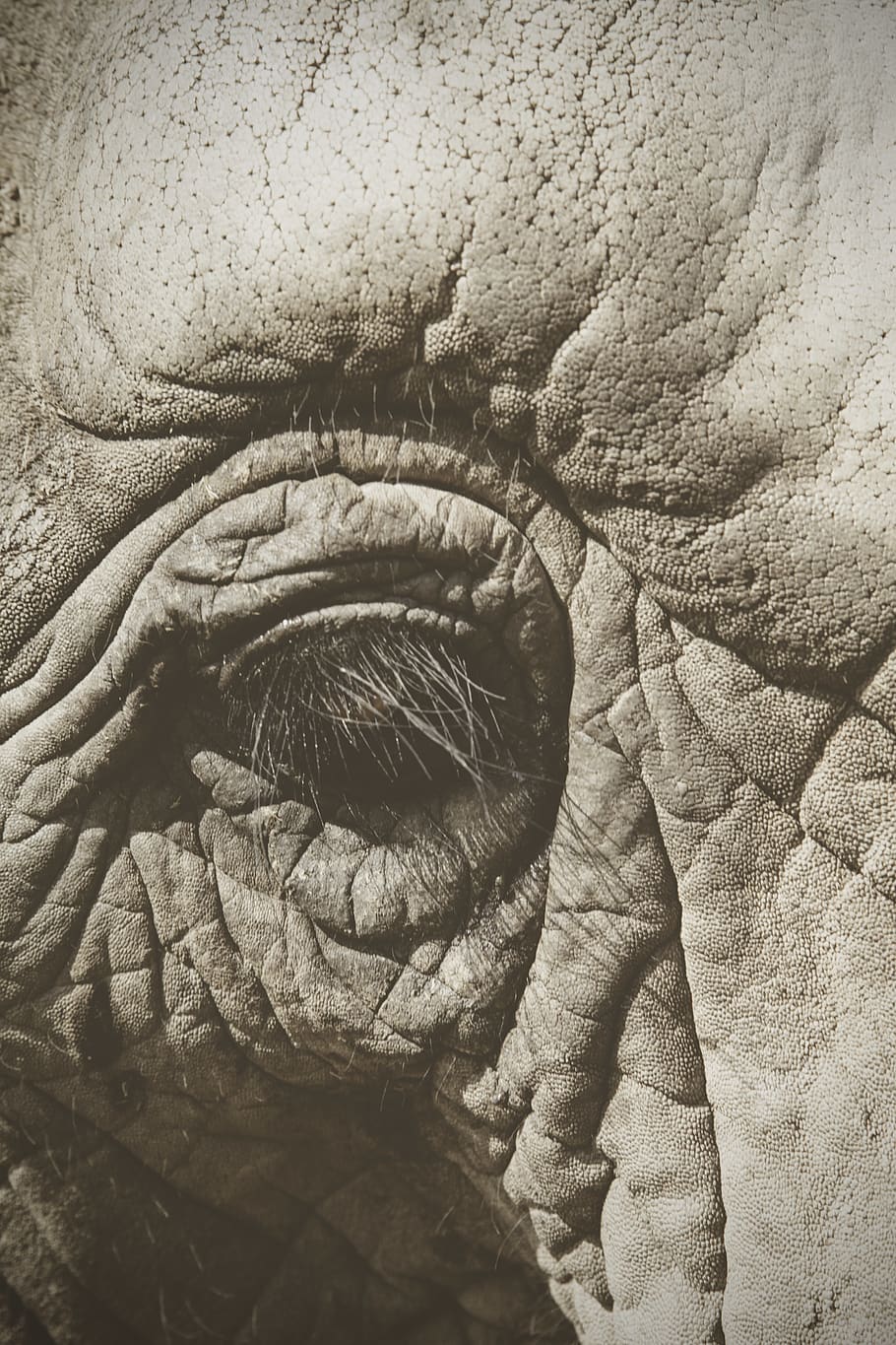 right elephant eye, no people, close-up, backgrounds, day, full frame HD wallpaper