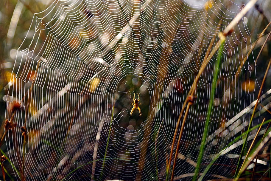 cobweb, spider, nature, network, animals in the wild, animal themes HD wallpaper