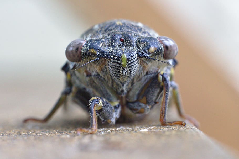 black and brown insect, meal, eating, food, robion, france, animal HD wallpaper