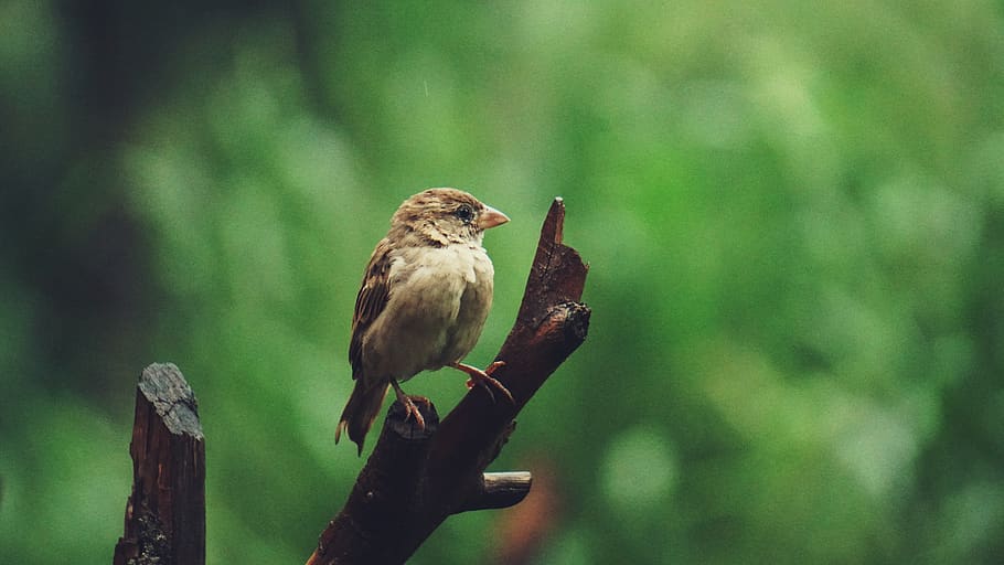 sparrow, bird, nature, animal wildlife, animals in the wild HD wallpaper