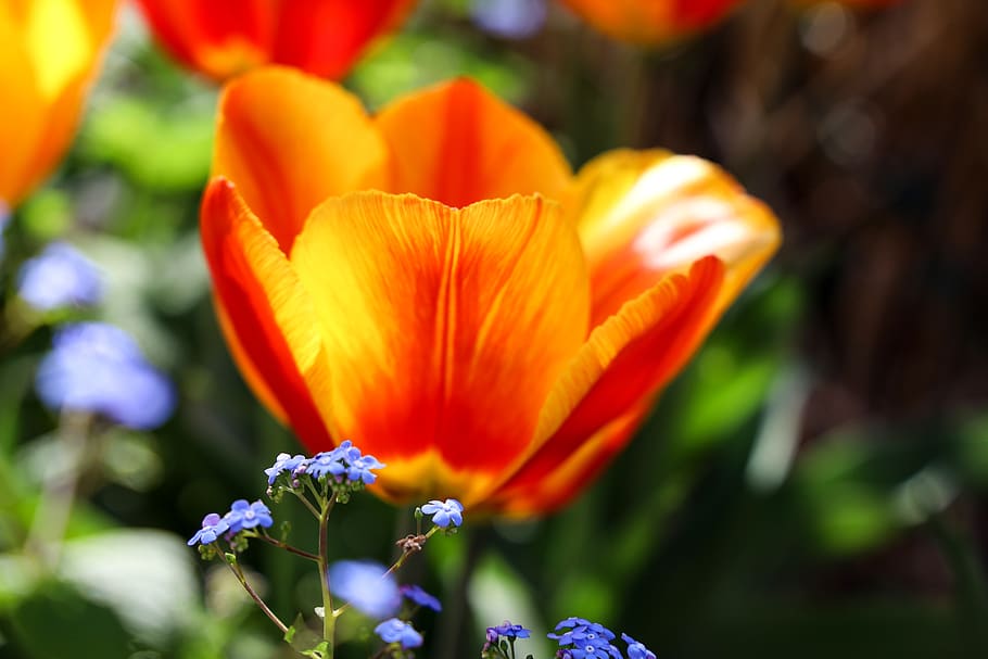 tulip, bright red, flowers, macro, spring, easter, close up HD wallpaper