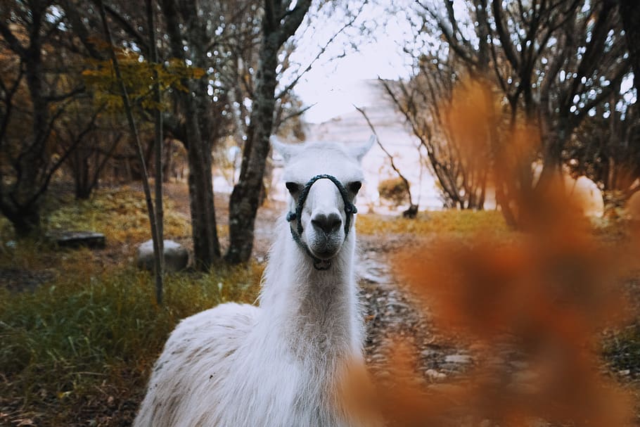 white llama beside trees, alpaca, animal, mammal, ecuador, ruins of pumapungo park HD wallpaper
