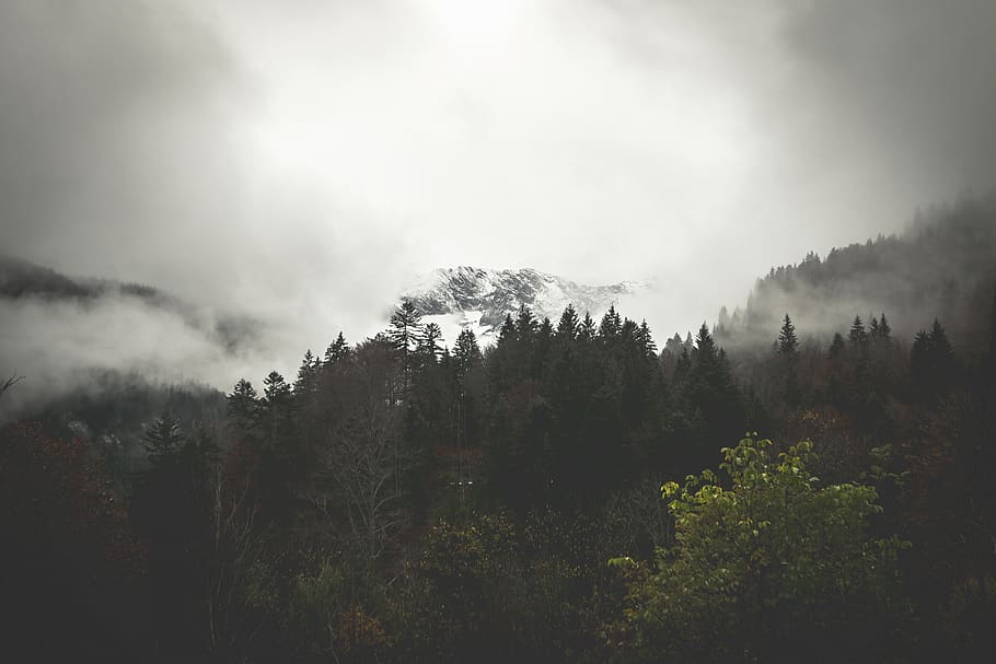 forest under fogs, nature, weather, garmisch-partenkirchen, germany HD wallpaper