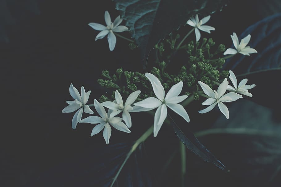 hydrangeas, white, bloom, dark, flora, floral, blooming, hydrangeamacrophilla HD wallpaper
