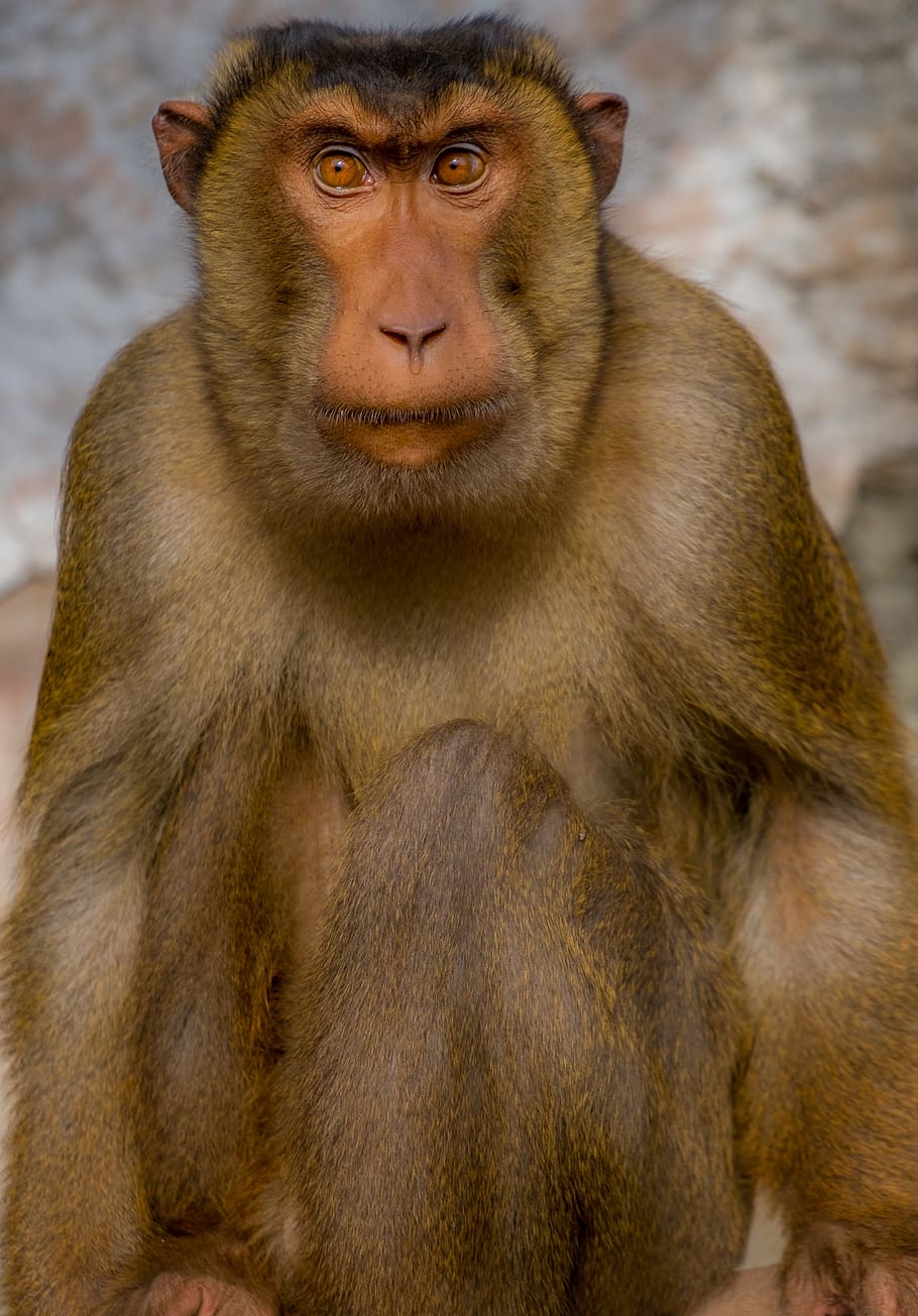 macaque, monkey, look, feelings, primate, animal wildlife, mammal HD wallpaper