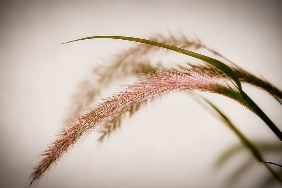 grasses, background, macro, close up, plant, close-up, nature HD wallpaper