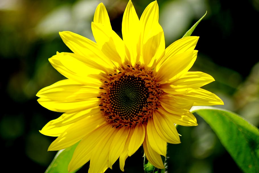 sunflower, yellow, light, summer, nature, blossom, bloom, bright HD wallpaper