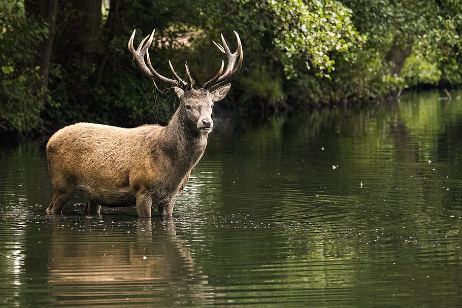 brown deer on water, animal, animal themes, animal wildlife, mammal HD wallpaper