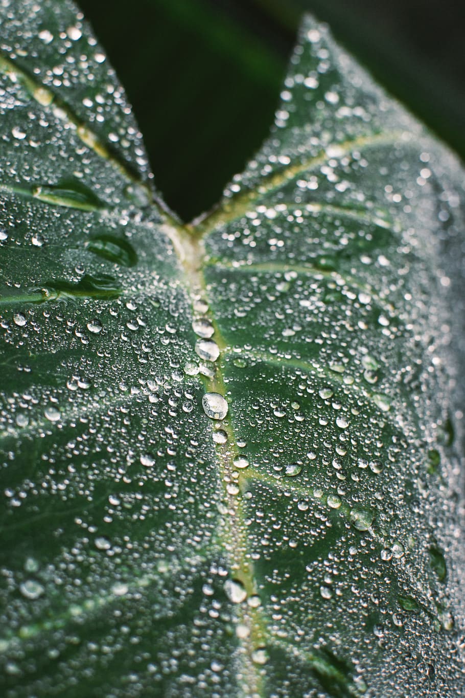 romania, bucharest, water drop, green, leaves, botanical, leaf HD wallpaper