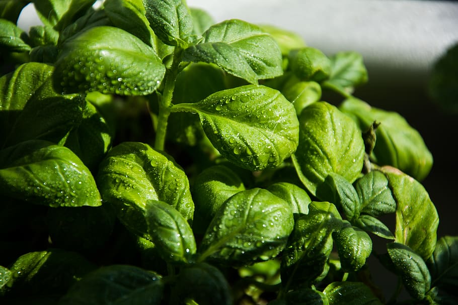 nature, basil, leaves, leaf, rain, spices, plant, green, drops HD wallpaper