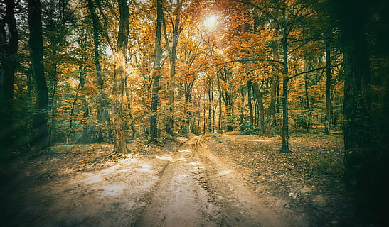 fruška gora, forest, autumn, fall, sunrays, fruska gora, tree HD wallpaper
