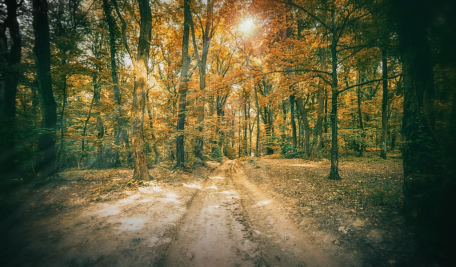 fruška gora, forest, autumn, fall, sunrays, fruska gora, tree HD wallpaper
