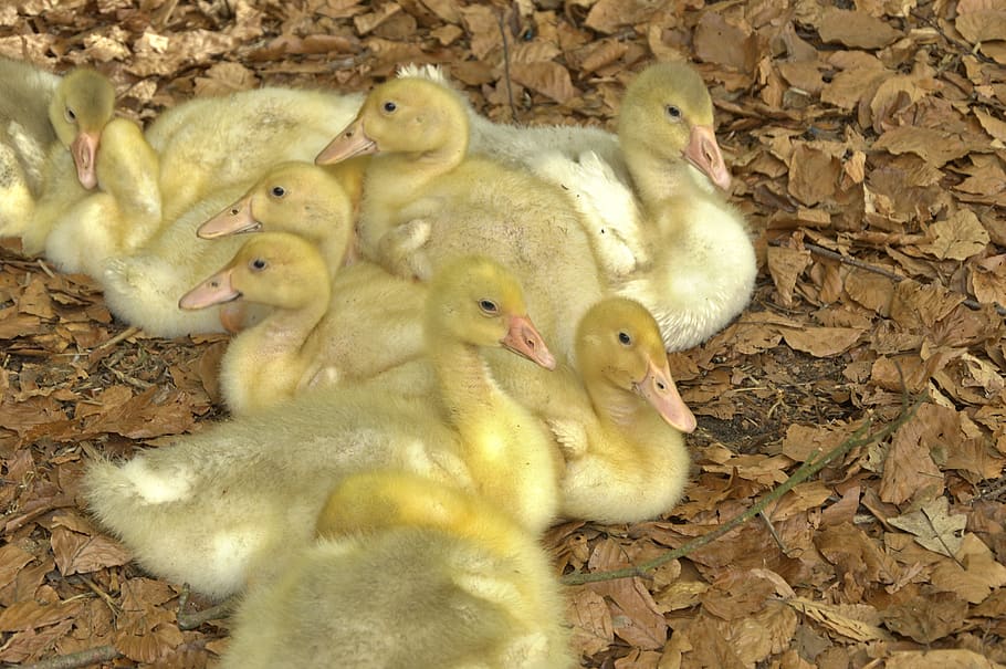 chicks, goslings, geese, animals, young animals, poultry, birds, HD wallpaper