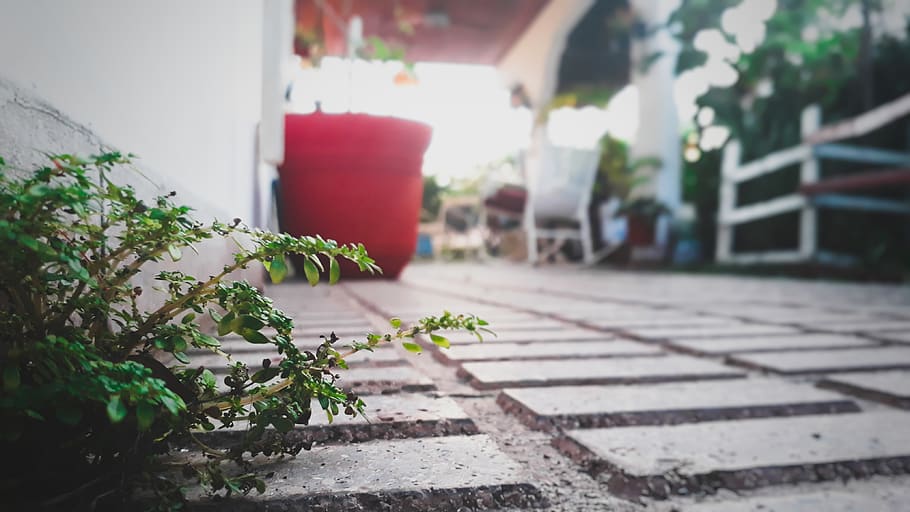 bush, backyard, plant, plants, house, home, growth, architecture HD wallpaper