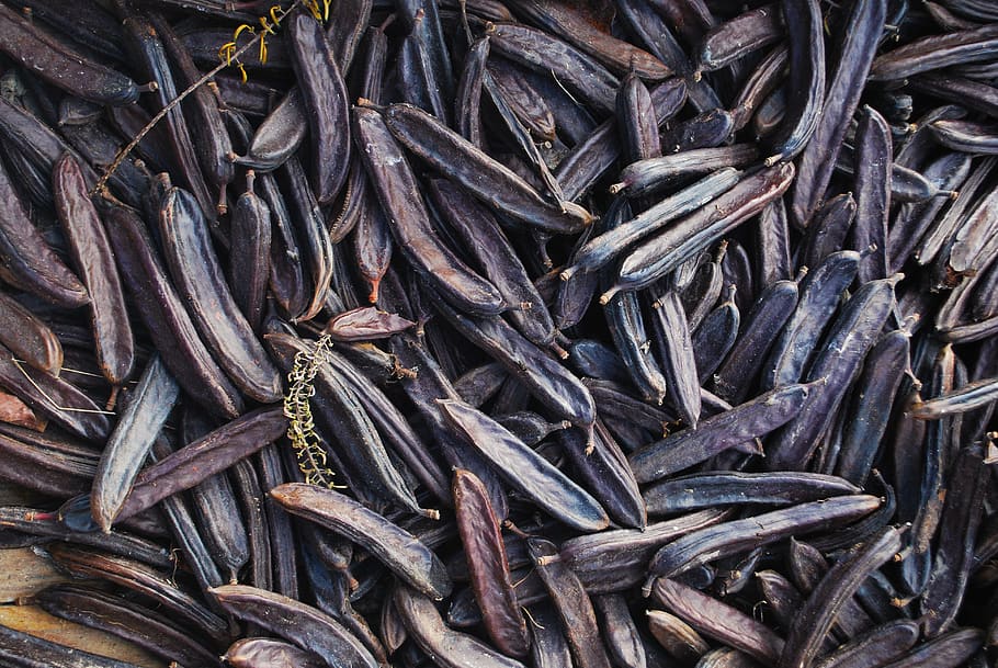 carob, fruit, brown, black, pods, nature, mediterranean, autumn HD wallpaper