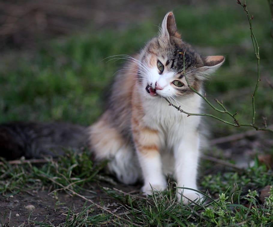 cat, eating, coloring, pet, about, animal themes, domestic HD wallpaper