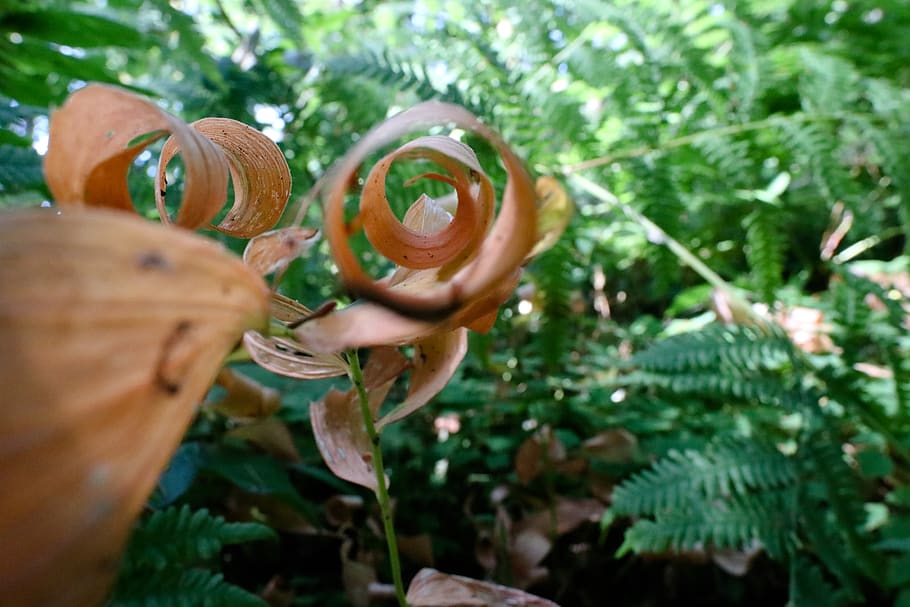 vegetation, plant, leaf, tree, outdoors, land, nature, rainforest HD wallpaper
