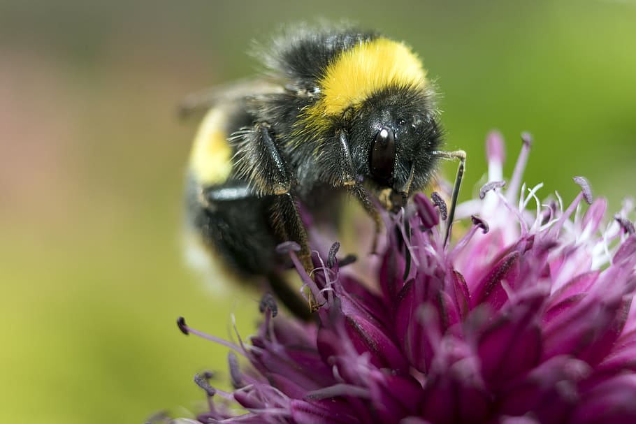 Yellow and Black Honeybee on Pink Petaled Flower, animal, bloom HD wallpaper