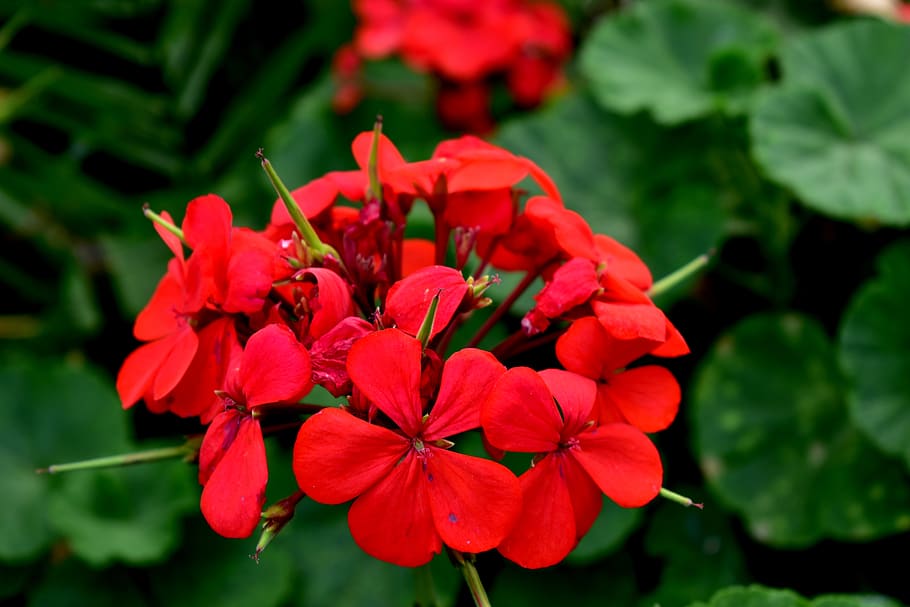 geranium, flower, garden, red, plant, flowers, summer, flora HD wallpaper
