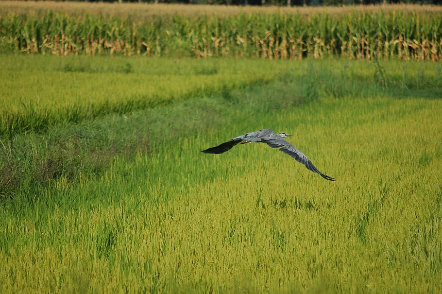 gray heron, bird, ali, flight, animal themes, flying, animals in the wild HD wallpaper