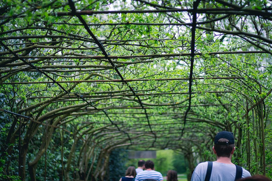tree, plant, group of people, real people, men, rear view, green color HD wallpaper