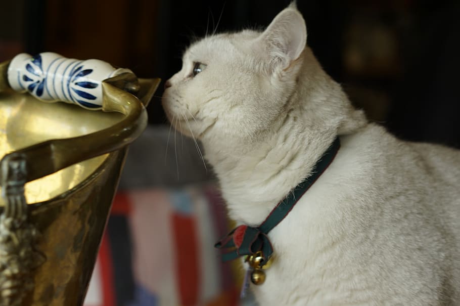 cat, strap, pet, mammal, animal, home decor, leash, food, eating HD wallpaper