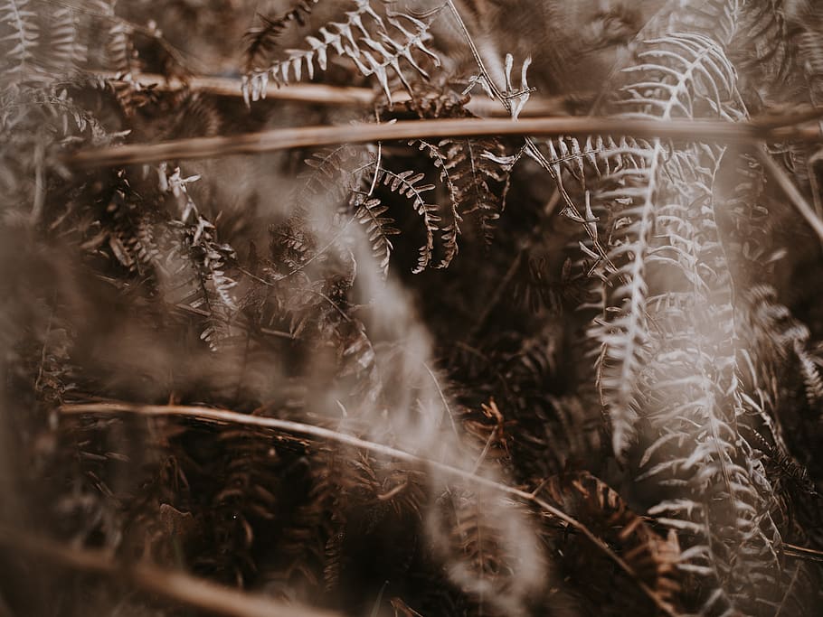 sephia photography of fern plant, tree, clothing, apparel, outdoors, HD wallpaper