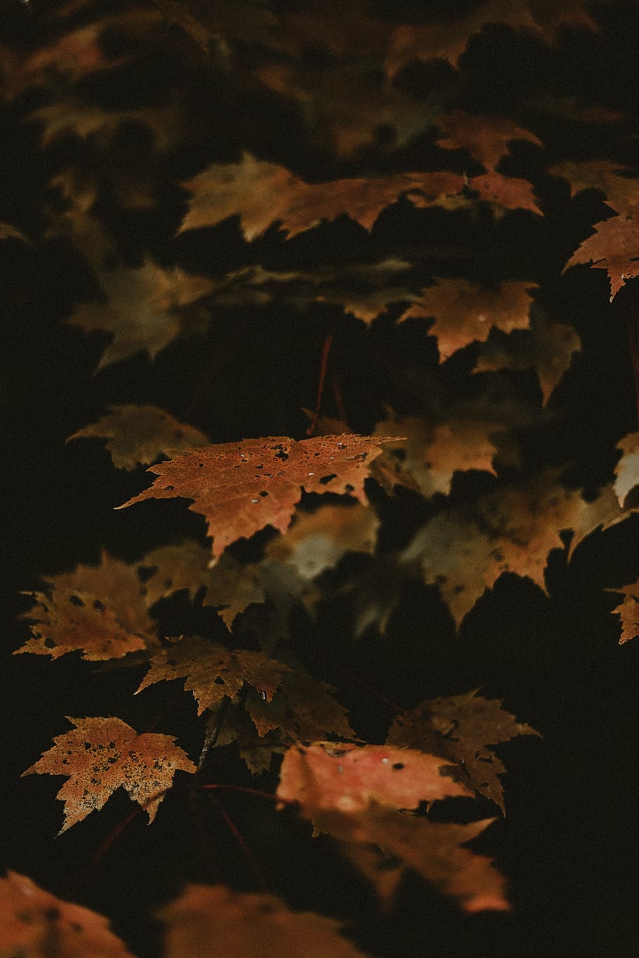 brown maple leaf, plant, tree, autumn, autumn leafe, botanical HD wallpaper