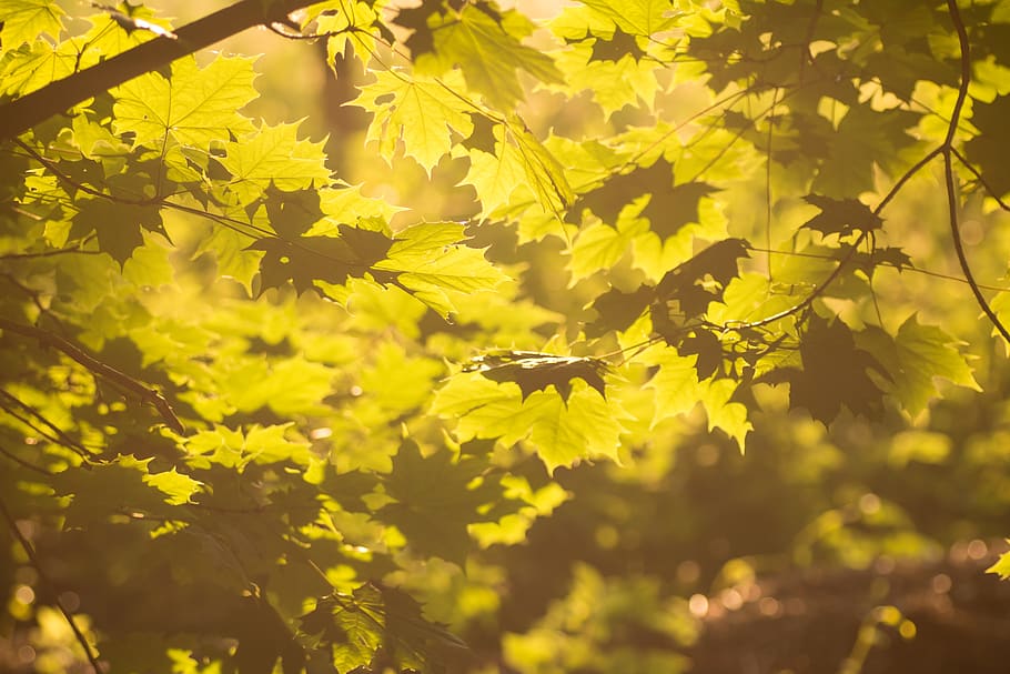 leaves, leaf, tree, autumn, sunset, mood, forest, yellow, warm HD wallpaper