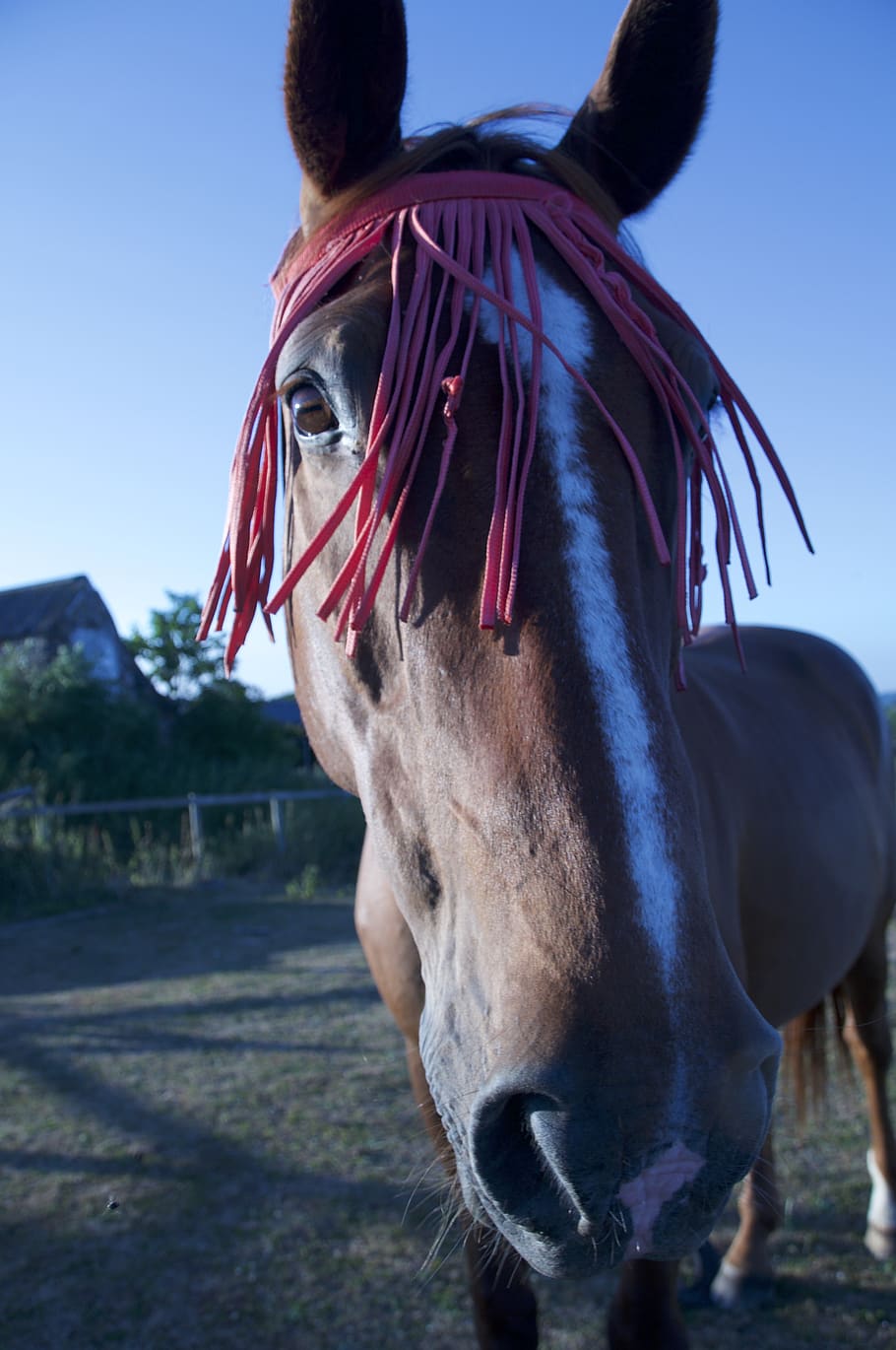 uk, gloucester, horse, animal, domestic, domestic animals, livestock HD wallpaper