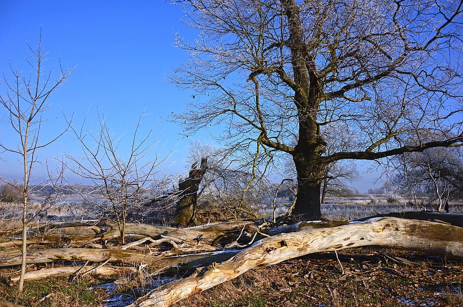 nature, landscape, trees, tree trunks, wood, dead wood, aue HD wallpaper