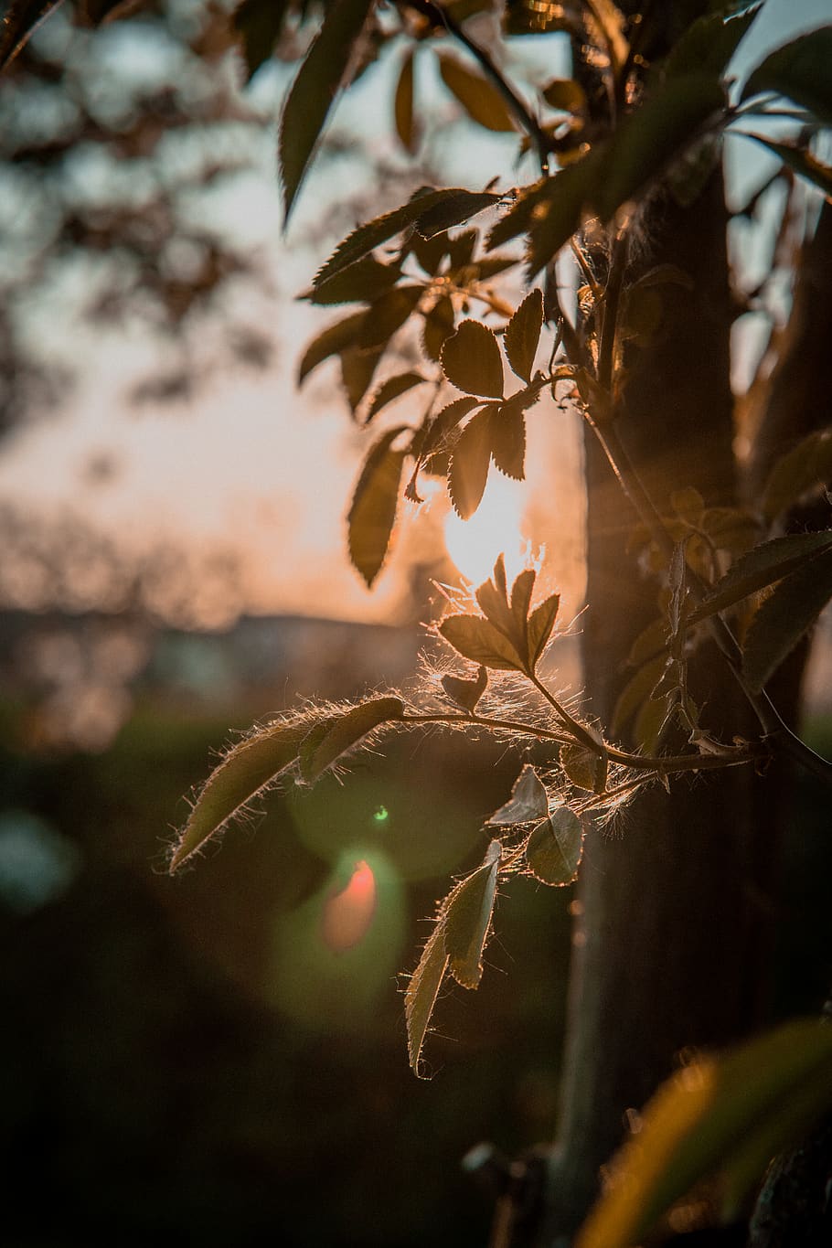 plant, leaf, light, flare, dresden, tree, germany, sunlight HD wallpaper