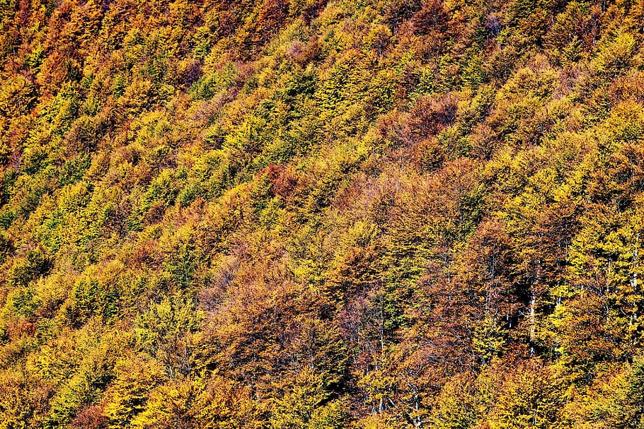 forest, autumn, tree, beech wood, hand, color, leaves, plant HD wallpaper