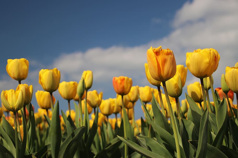 tulip, field, bulbs, boll, flowers, tulips, netherlands, nature HD wallpaper