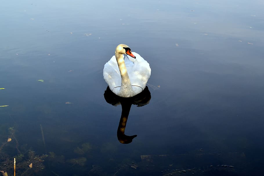 water, bird, pen, animals, nature, swan, lake, blue, swim, pond HD wallpaper