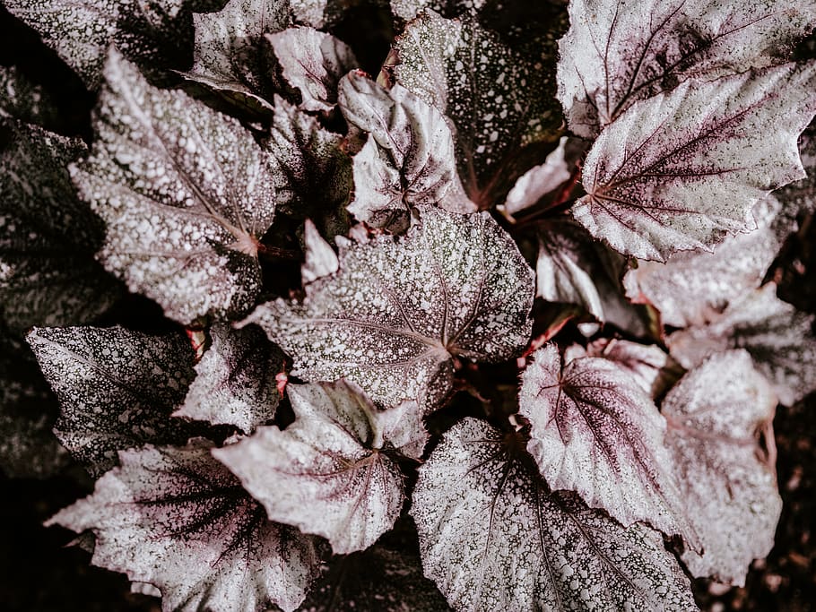 purple and gray leaf, nature, ice, outdoors, plant, snow, frost HD wallpaper