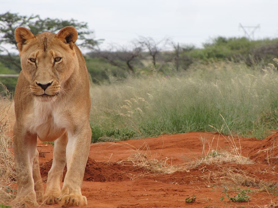 female, lion, nature, africa, lioness, predator, mammal, animal