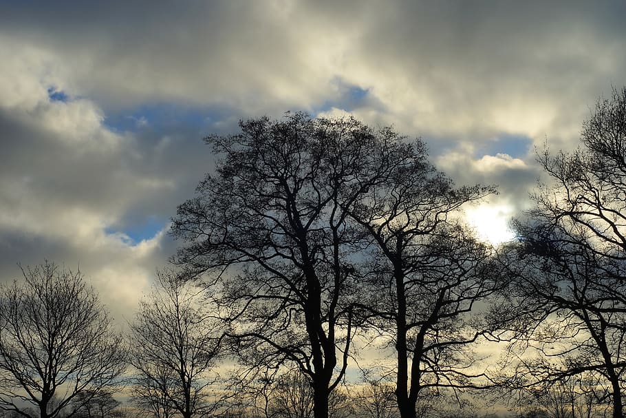 nature, tree, dawn, landscape, sun, winter, sky, idyllic, mood HD wallpaper