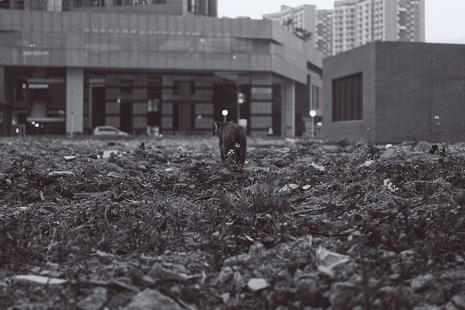 cat, street, bw, building exterior, built structure, architecture HD wallpaper