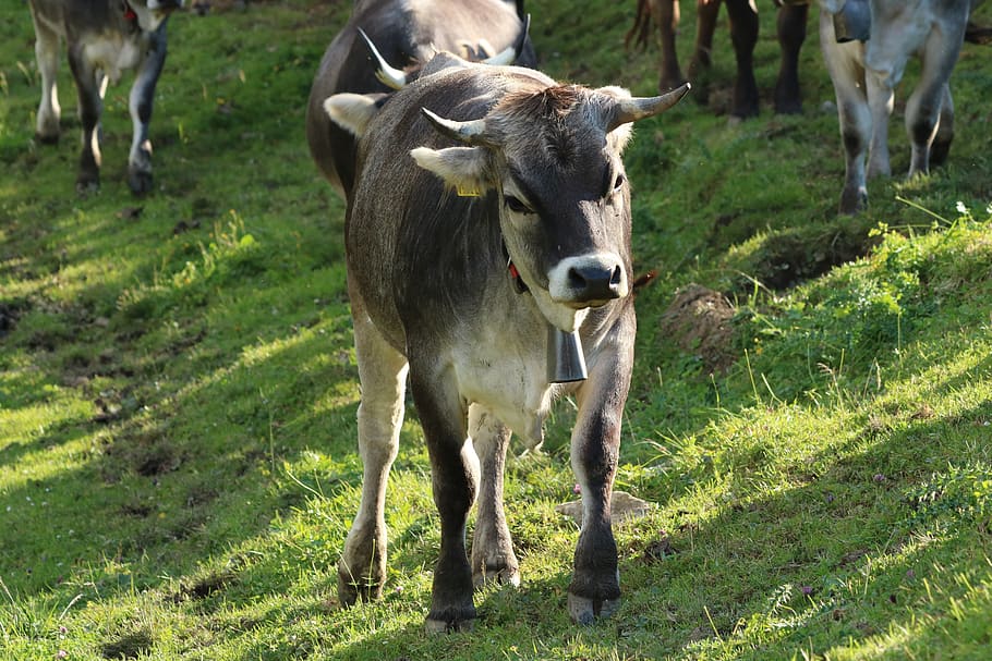 beef, cow, alp, pasture, livestock, rural, horns, cattle, mammal HD wallpaper