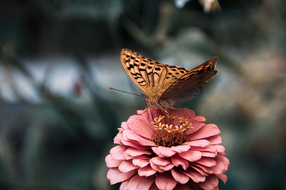 butterfly, insect, flower, wings, bloom, butterfly - insect HD wallpaper